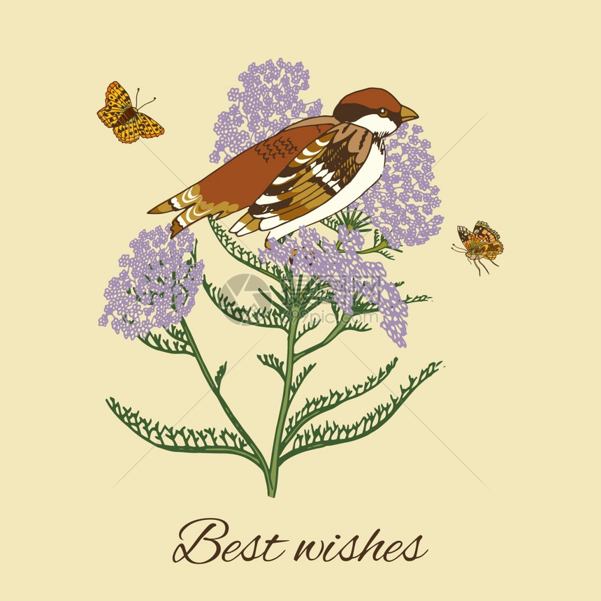 老式花卉明信片与雅罗蝴蝶麻雀鸟矢量插图图片