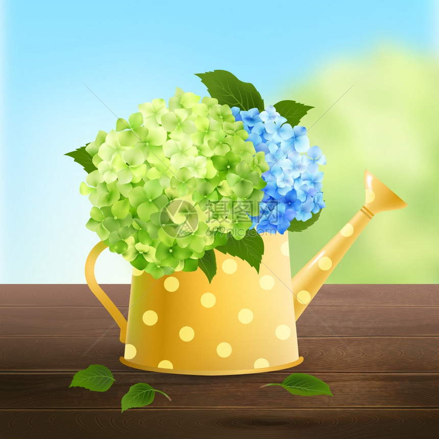 浇水罐与绿色蓝色绣球花木桌矢量插图用绣球花浇水罐图片