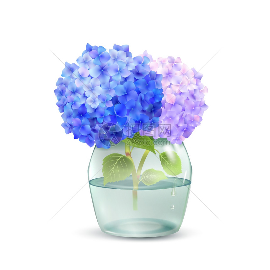 真实的绣球花璃瓶与水分离的白色背景矢量插图罐子里的绣球花图片