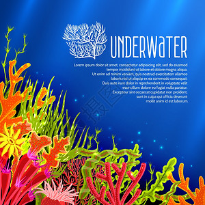 水下海报与彩色海洋珊瑚海藻矢量插图水下珊瑚海报图片