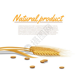 小麦耳与谷类天然产品文本海报矢量插图小麦耳朵插图图片