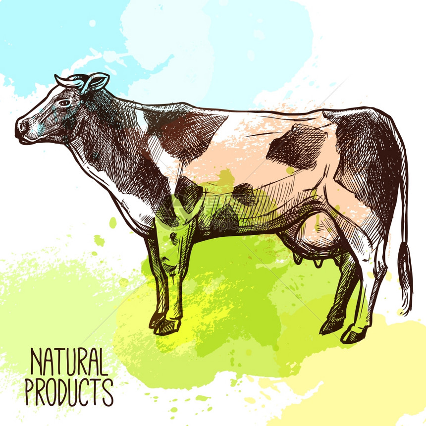 素描家用奶牛站立与水色飞溅背景矢量插图奶牛素描插图图片