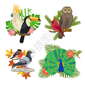 孔雀PNG热带森林鸟类树枝上用花矢量插图鸟花集插画