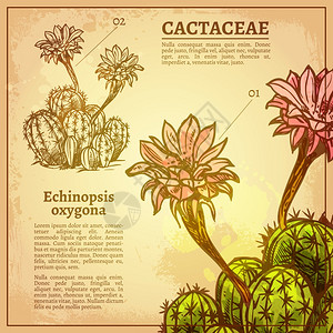 仙人掌植物卡与植物拉丁名称复古风格的纸矢量插图仙人掌植物插图图片