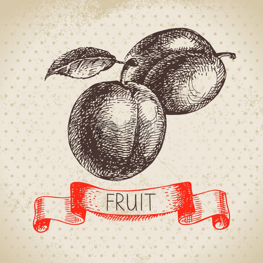 手绘素描水果李子生态食品背景矢量插图图片