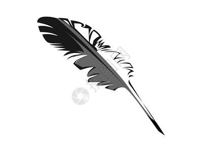 羽毛白色背景上的羽毛黑色灰色图片