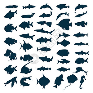 鱼图标海鱼湖鱼的轮廓矢量插图背景图片