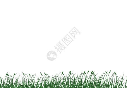 草2白色背景绿色的草下图片