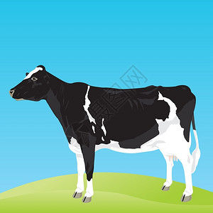 奶牛黑白相间的牛草地上花费矢量插图图片