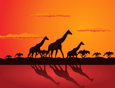长颈鹿三只长颈鹿草原上矢量插图图片