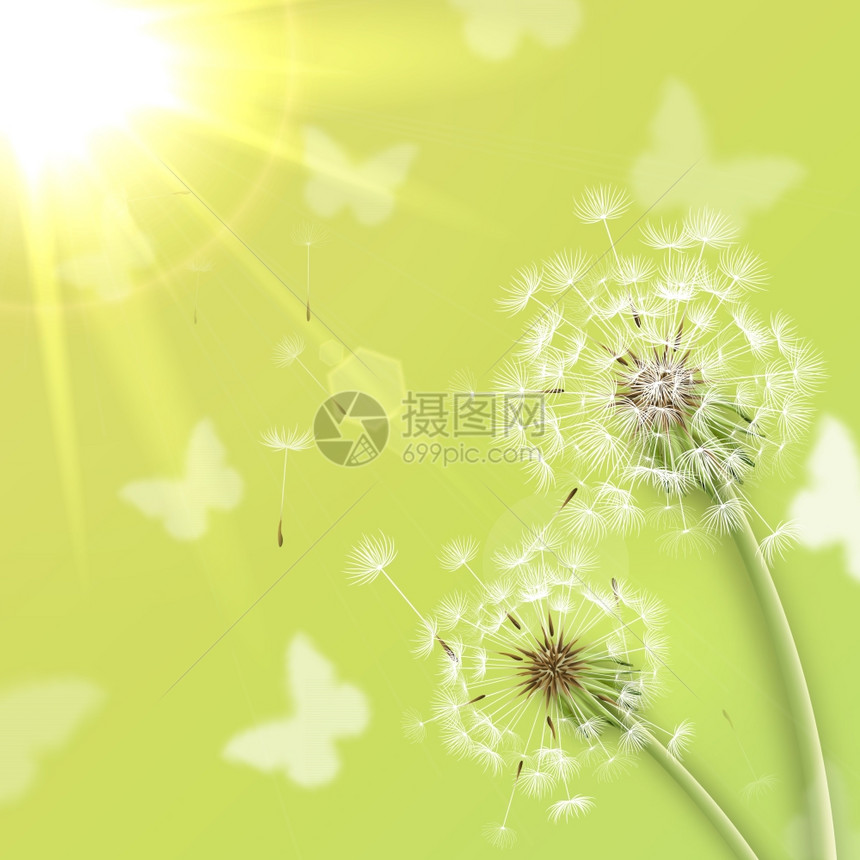 白色蒲公英与夏季太阳背景矢量插图图片