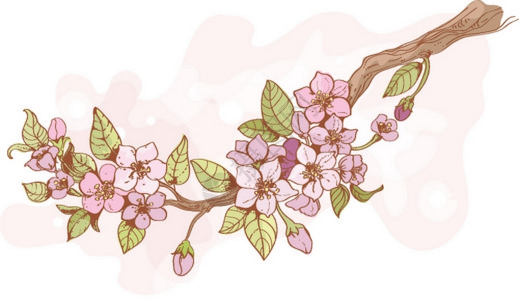 盛开的樱花树枝壁纸与鲜花,粉红色的反射矢量插图图片
