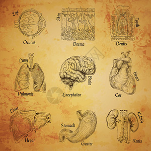 人体器官草图集眼皮肤,牙齿,肺脑分离矢量图图片
