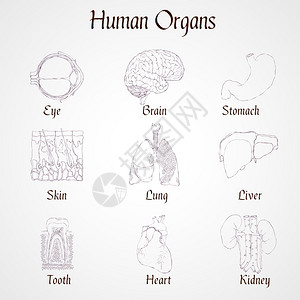 人体器官轮廓图标集肾心牙肝肺分离矢量图图片