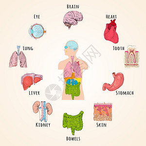 人体解剖与身体轮廓器官图标分离矢量插图图片