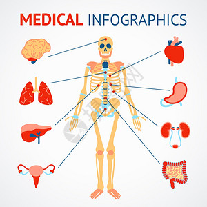 人体骨骼内脏矢量插图的医学信息图集图片