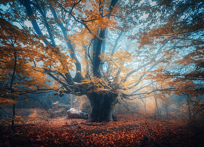 古老的魔法树上长着大枝和橙叶在雨中的蓝雾秋色神秘的雾森林童话的风景美丽雾树色彩多风景背景图片