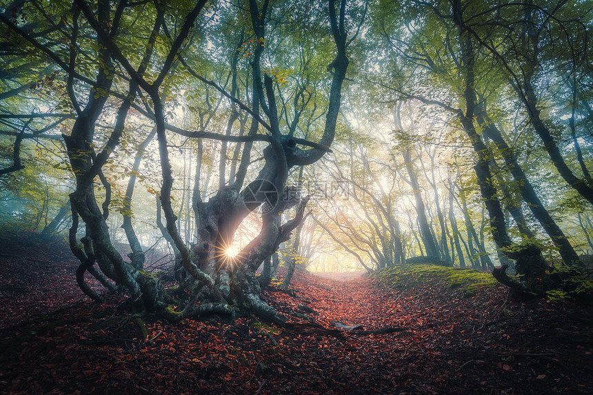 秋天黎明时雾中仙女森林秋色迷人的古树阳光明媚色彩多的梦幻风景雾林阳光红叶和黄图片