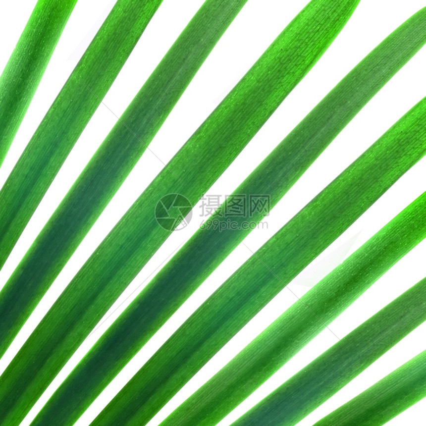绿色棕榈叶图案图片