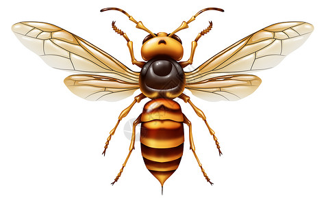 将大黄蜂或亚洲巨型昆虫作为大的掠食动物杀死蜜蜂作为一种动物的概念在一个白色背景的入侵物种孤立在3d插图样式背景图片
