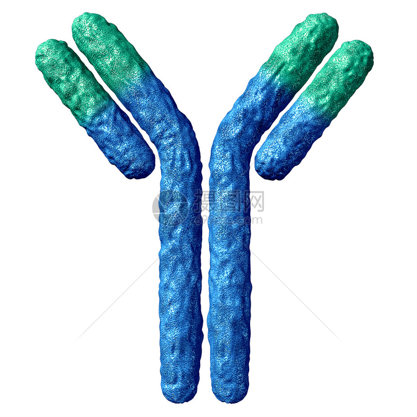 与白种背景隔离的抗体解剖学和具有硫化物联结的免疫球蛋白是系统的一部分用于防治3d的疾病图片