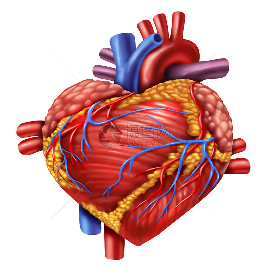 人类心脏的形状是爱象征使用身体器官的解剖学爱健康的生活孤立在白色背景上作为内心血管器官的医疗保健象征图片