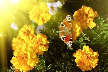 黄花上的蝴蝶图片