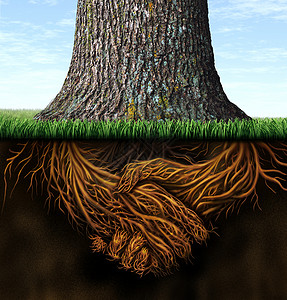 强有力的商业根基是树干以握手的形状为根象征着在金融和关系中的统一信任和诚背景图片