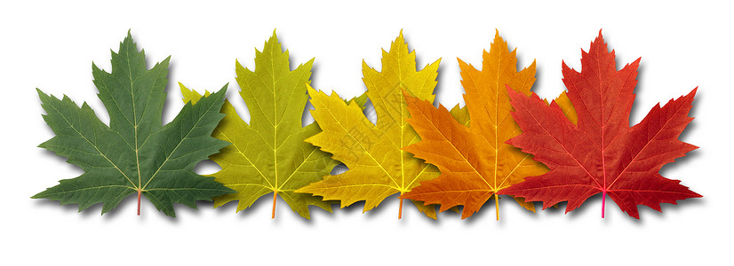五片黄色树叶秋天边框元素叶上有五片绿以多色季节树叶概念排列作为秋天过渡和白背景气变化的象征背景