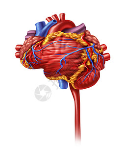 痴呆人体心脏智能和研究以脑形心血管抽动器官作为身体活跃神经元的医疗和心理保健象征设计图片