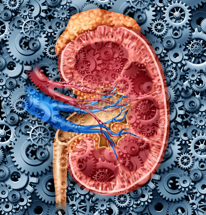 人体肾功能医学概念内器官交叉部分红蓝动脉和肾上腺有齿轮和作为尿道系统解剖的保健说明图片