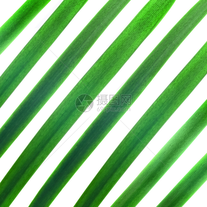 绿棕榈叶图片