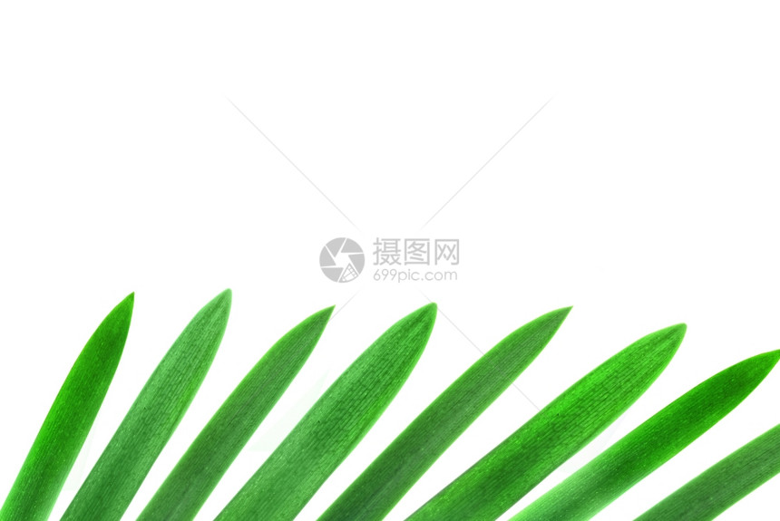 绿色棕榈叶设计元素图片
