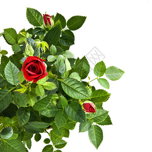 红玫瑰花束背景图片