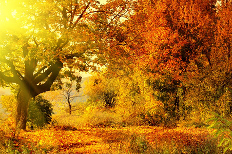 秋天森林有太阳光束图片