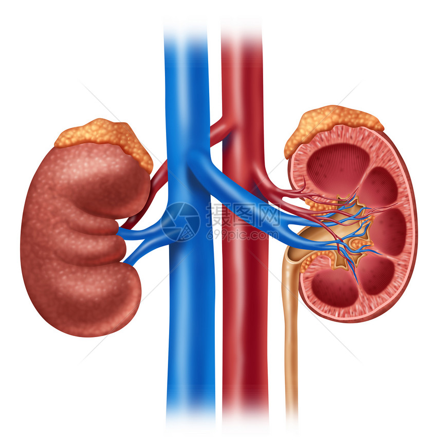 人体肾病图内器官交叉部分红蓝动脉和肾上腺作为真实的护理并用医学说明白色背景隔离的尿道系统内部解剖图片