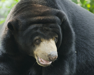 黑熊在泰国的动物园里图片