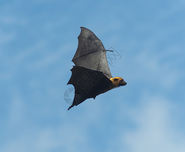 飞在天空中的狐狸泰王国最大的蝙蝠高清图片