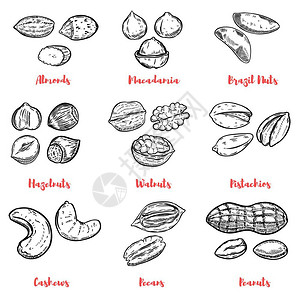 腰果水果一套坚果插图海报的设计元素菜单矢量插图插画