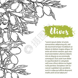 橄榄绿色带有多彩橄榄的矢量用于传单广告和设计小册子的文本空间模式设计图片