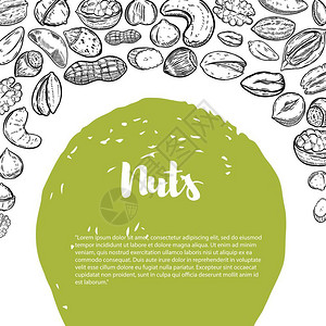 杏仁粥带有坚果插图边界的传单模板海报传单横幅的设计元素矢量插图插画