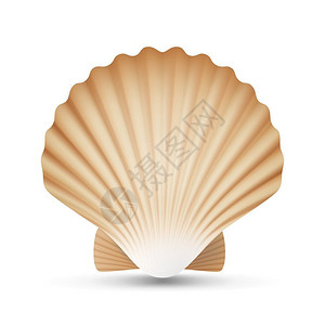 扇贝矢量洋软体贝壳插图图片