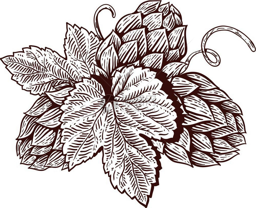 咖啡色植物种子矢量设计元素图片