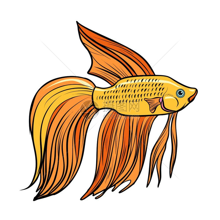 手绘热带鱼插图图片