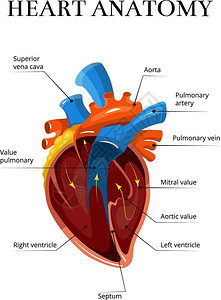 心脏部分解剖图背景图片