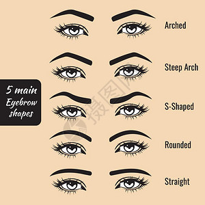 陡峭的基本眉形状类型矢量说明5时装女浏览设计图片