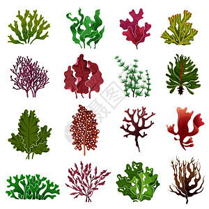 海水植物洋藻类背景图片