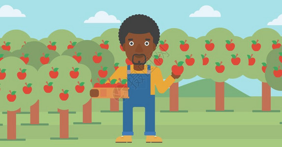 美国苹果一名在果园抱着果篮采摘水果的非裔农民设计图片
