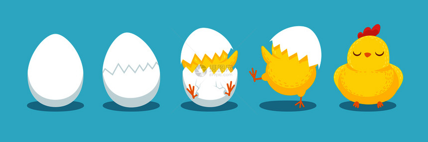 鸡孵蛋的过程卡通矢量图图片