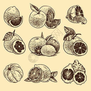 番茄柑橘柠檬和葡萄柑橘水果矢量素描插图图片